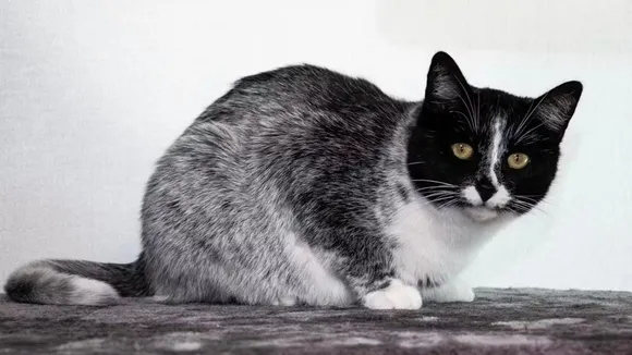 Rare 'Salty Liquorice' Cat Species Discovered with Unique Fur Pattern