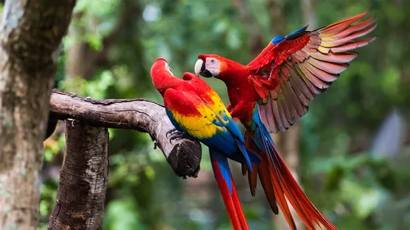 Belize's Scarlet Macaw Population Faces Threats, Only 200 Remain in Chiquibul Forest