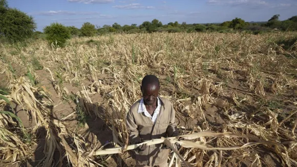 Zimbabwe and Zambia Face Severe Food Shortages as Drought Persists