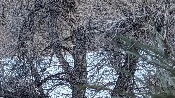 Bobcat Camouflage Stumps Reddit Users in Backyard Brainteaser