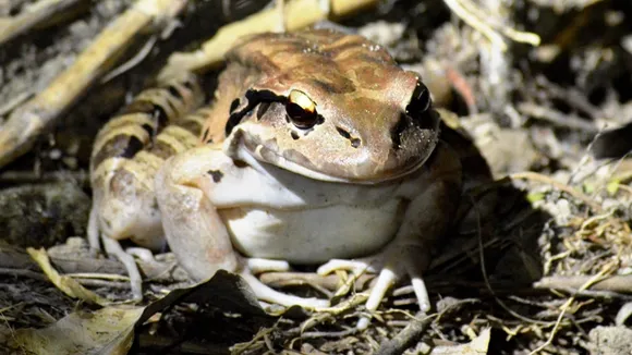Mountain Chicken Frog Faces Extinction, Conservation Efforts Underway