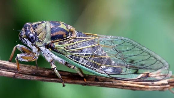 Historic Double Brood Cicada Emergence Underway in Chicago Area