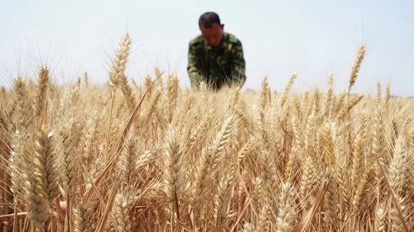 Farmers in Xingtai, China Launch Massive Wheat Harvesting and Corn Planting Effort