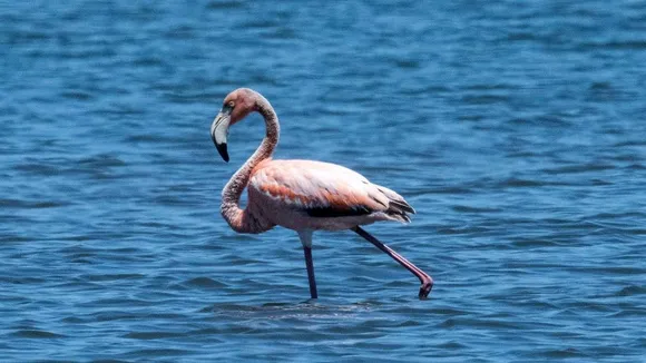 First-Ever American Flamingo Sighting in New York at Georgica Pond