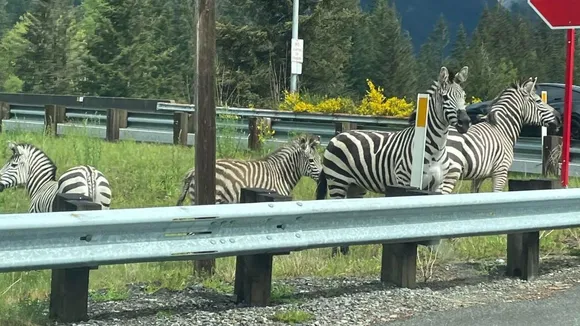 Four Zebras Escape During Transport in Washington, Three Captured