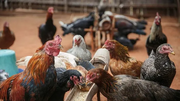 WHO Warns of High H5N1 Avian Influenza Mortality Amid Evolving Outbreaks