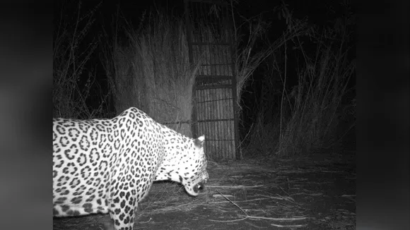 Stray Leopard Captured at Hyderabad Airport After Multi-DayOperation