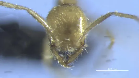 Newly Discovered Ant Species Named After Harry Potter Villain Voldemort