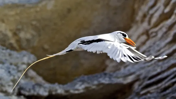 Researchers Monitor Rare Longtail Bird Nesting in Urban Hamilton, Bermuda