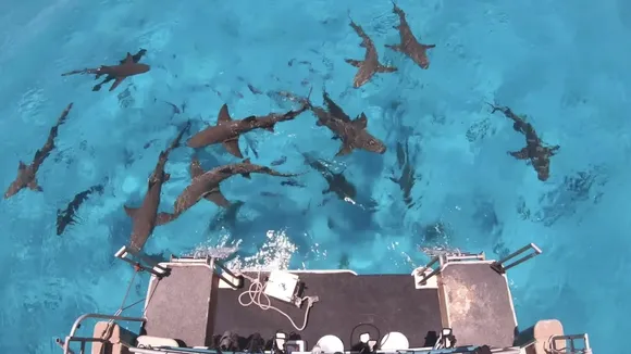 Ex-NASA Engineer's Shark Experiment in Bahamas Leads to 134 Close Encounters