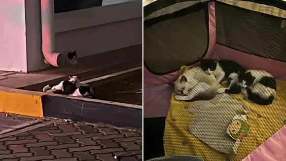 Three Kittens Rescued from Singapore Drain Seek Forever Home