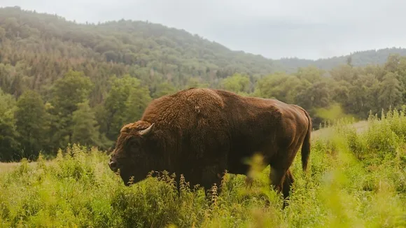 Reintroduced European Bison in Romania's Tarcu Mountains Captures 54,000 Tons of Carbon Annually