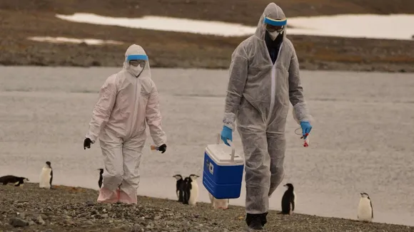 WHO Warns of Growing Bird Flu Threat as Virus Spreads to Mammals