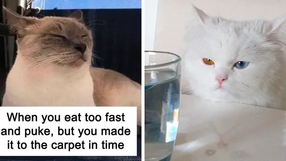 Funny Cat Memes to Comfort 'Pawrents' Feeling Guilty About Leaving Their Cats at Home