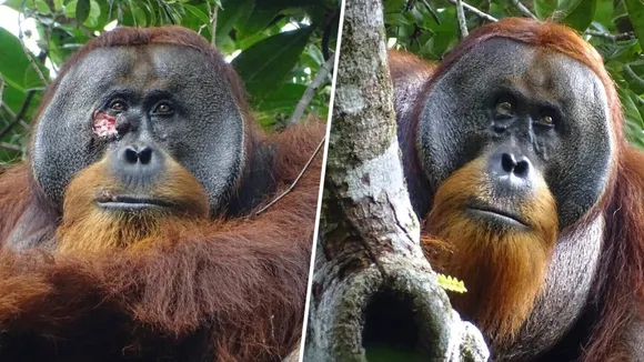 Orangutan Observed UsingMedicinal Plantto Treat Wound in Groundbreaking Discovery