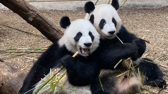 Zoo Atlanta's Giant Pandas to Return to China in 2024, Ending US Program