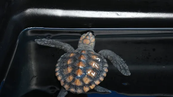 Over 500 Baby Sea Turtles Rescued in South Africa