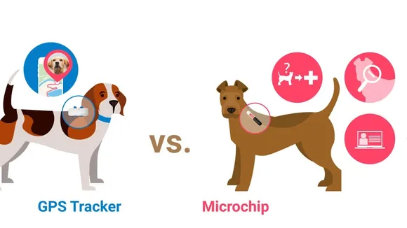 Microchipping Pets: Why Owners Often Receive No News After Accidents