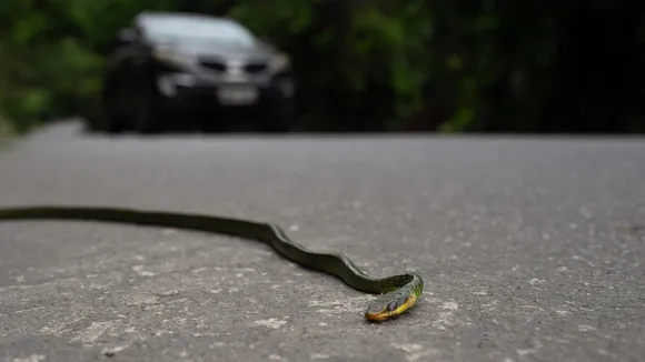 AI Aims to Reduce Wildlife Roadkill in Brazil, Where 16 Animals Die Per Second on Roads