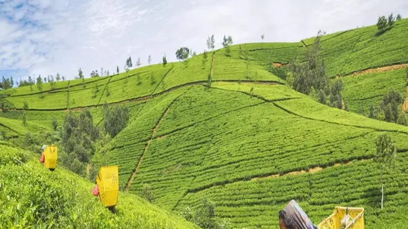 Sri Lanka's Tea Producers Warn 70% Wage Hike Threatens Industry Stability