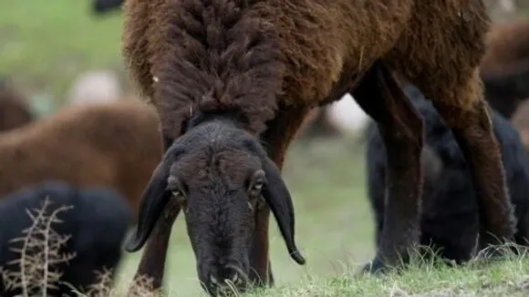 Tajikistan's Giant Hissar Sheep  Offer Solution to Meat Shortage and Grazing Land Challenges