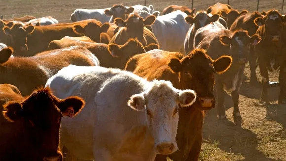 Philippines Temporarily Bans UK Live Cattle and Meat Imports Over Mad Cow Disease Fears