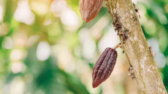 Cocoa Shortage Exceeds Expectations Amid Sustained Demand Despite Rising Prices