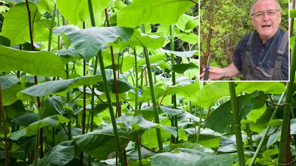 Gardening Expert Shares Crucial Tip to Control Invasive Japanese Knotweed