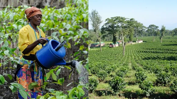 New Coffee Processing Factory in Uíge, Angola to Boost Local Industry by 2024