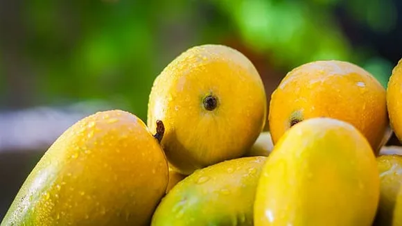 Malda Mango Farmers Face Significant Losses as Yield Drops by 75% Due to Adverse Weather