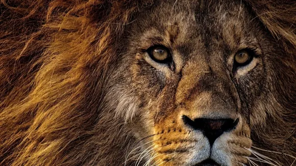 Uganda's Declining Lion Population Raises Concerns Among Tourism Experts