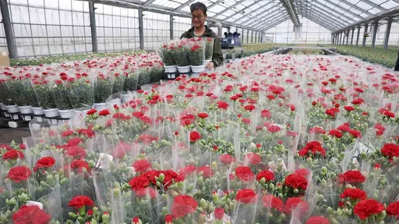 Carnation Growers in Japan Prepare 50,000 Containers for Mother's Day Despite Delayed Blooming