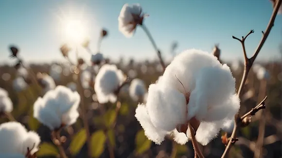 Bangladesh Grapples with Stagnant Cotton Production Despite Efforts