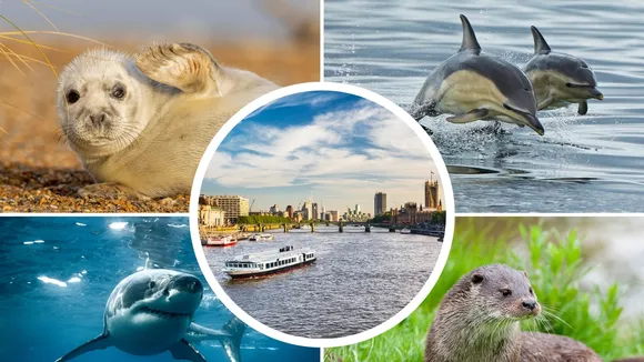 River Thames Teeming with Marine Life, Including Rare Whale and Sharks
