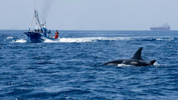 Scientists Determine Juvenile Orcas Are Playing, Not Attacking Boats Off Iberian Peninsula
