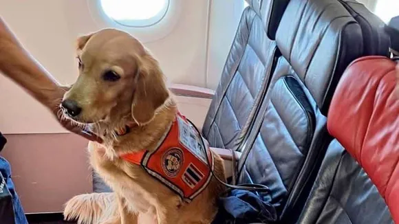 Anac Allows Airlines to Set Pet Transport Rules After Golden Retriever's Tragic Flight Death