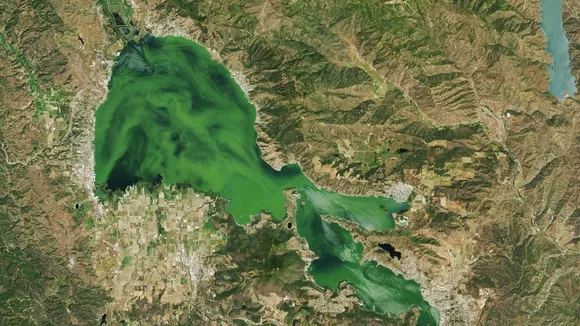 California's Clear Lake Turns Green from Space Due to Massive Algae Bloom