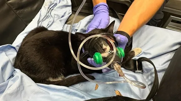 Firefighters Revive Family Cat After House Fire in Jupiter, Florida