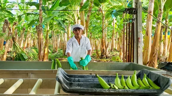 Colombian Banana Farmers Warn of Industry Collapse Without Fairer Prices