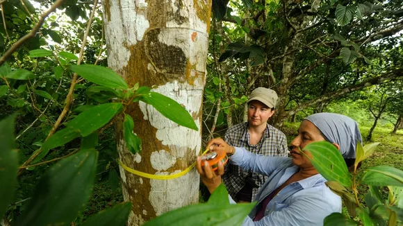 Panama Study Shows Promise of Tropical Forest Restoration