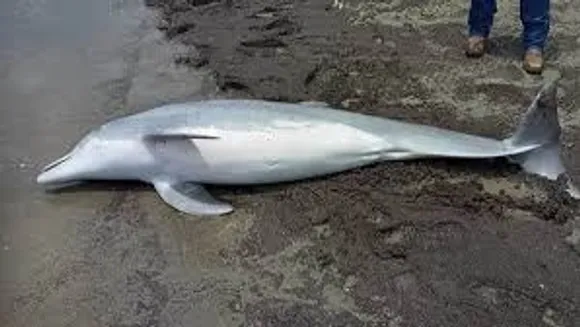 Baby Dolphin Found Shot to Death on Mississippi Beach