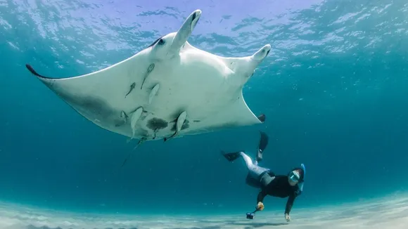 Marine Biologist's Lucky Move Sparks Passion for Ocean Wildlife