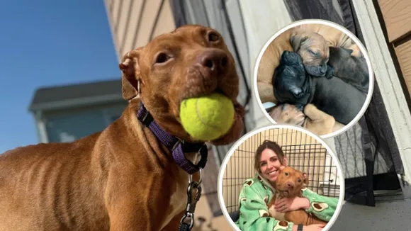 Rescued Pregnant Dog Gives Birth to 5 Puppies, Awaits Adoption