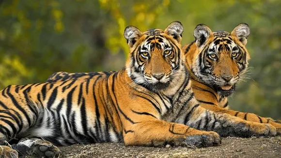 Cambodia and India Collaborate to Reintroduce Tigers in Historic Conservation Effort