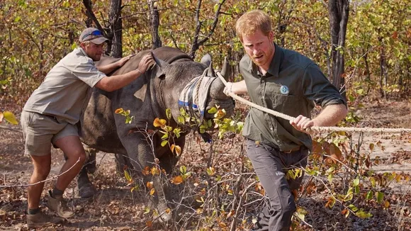 Prince Harry Faces Criticism Over Silence on African Parks Charity Abuse Claims