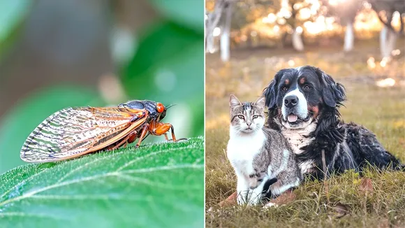 Pet Owners Advised to Monitor Pets During 2024 Cicada Invasion
