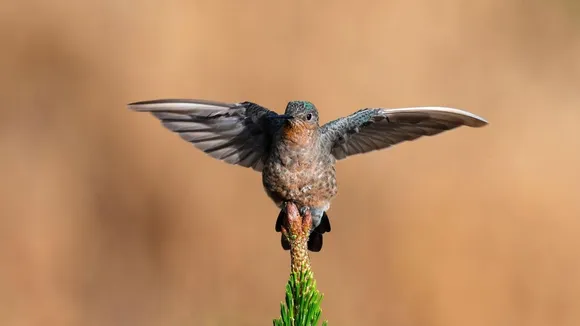Researchers Solve Mystery of Giant Hummingbird Migration