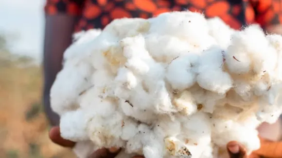 Cotton Certifier Finds No Evidence of Brazilian Farms Breaching Standards