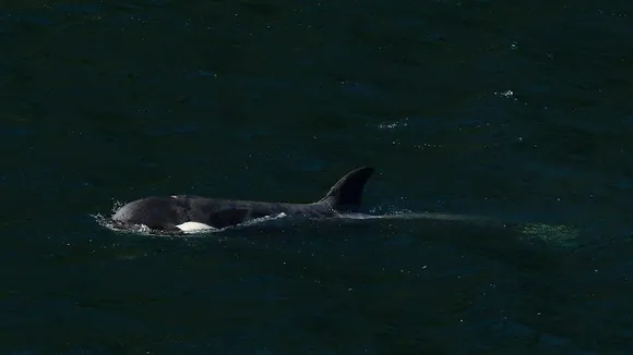 Orphaned Orca Calf Escapes Lagoon on Vancouver Island After Month-Long Ordeal