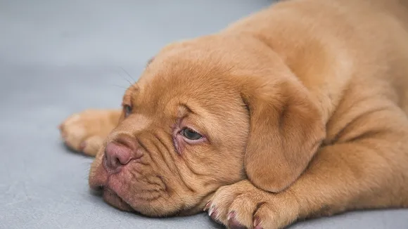 Understanding Why Dogs Sleep with Their Eyes Open